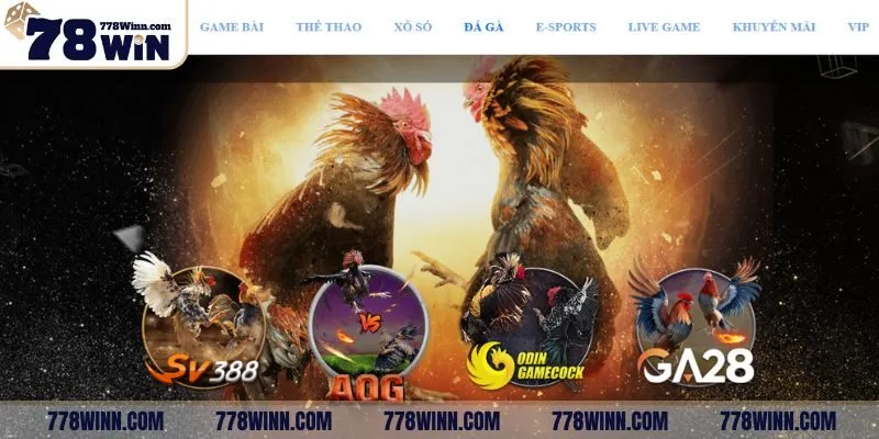 Đá gà 78WIN mang đến trận so tài kịch tính